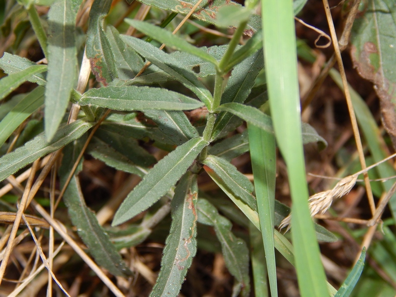 Veronica sp. : V. spicata o V.barrelieri (Plantaginaceae)